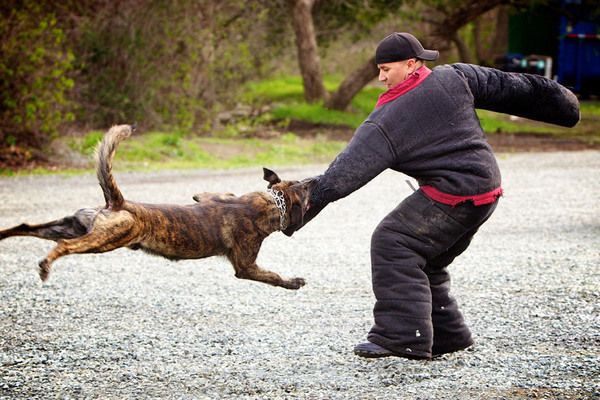 rogers dog bites