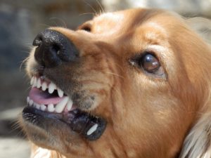 Compensation for dog bite injuries