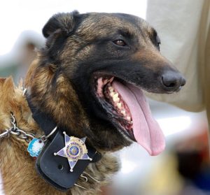 Dog Bite Cases Against the Police