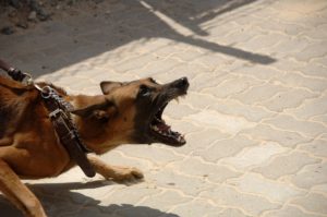 Rogers personal injury law firm 