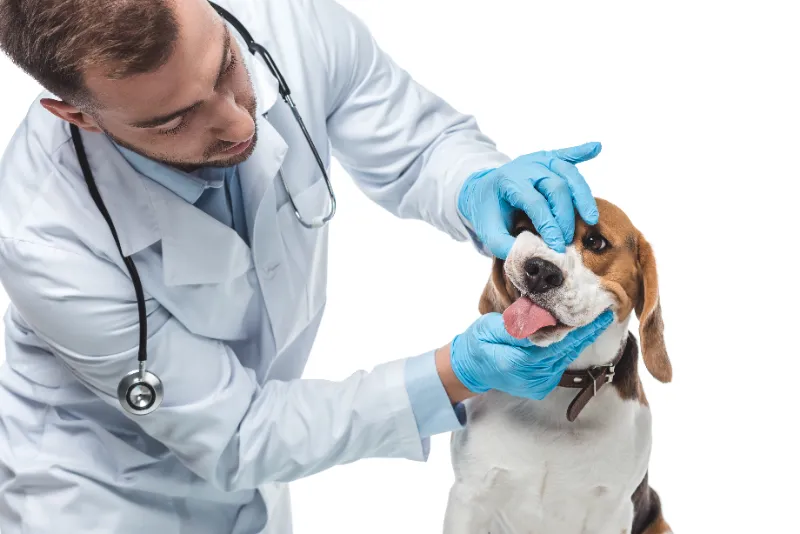 What Happens If My Dog Bites The Vet