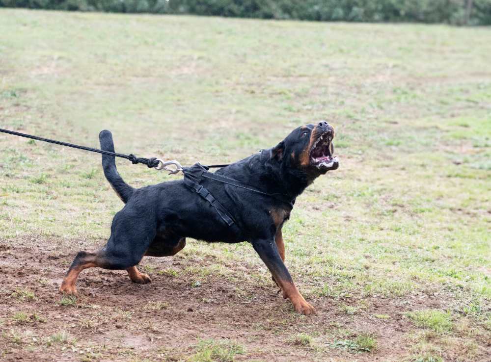 Average Dog Bite Settlement In Arkansas